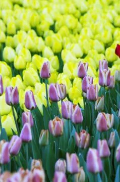 Spring background with tulips Foto stock