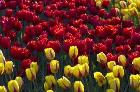 Spring background with tulips Stock Photos