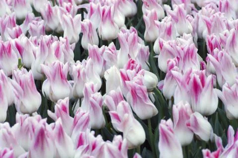 Spring background with tulips Stock Photos