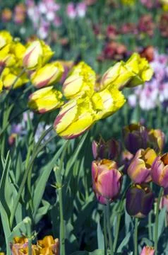 Spring background with tulips Stock Photos