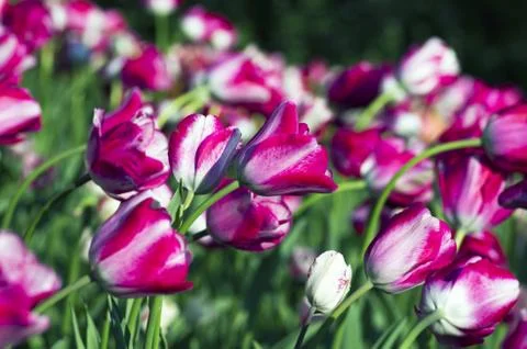 Spring background with tulips Stock Photos