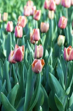 Spring background with tulips Foto stock