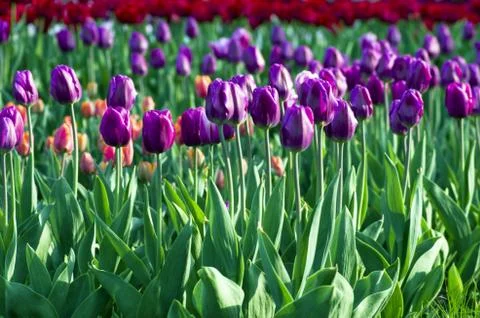 Spring background with tulips Foto stock