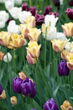 Spring background with tulips Stock Photos