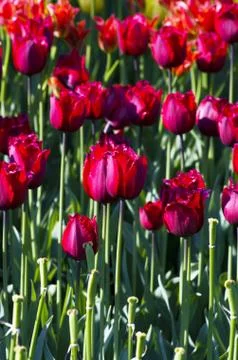 Spring background with tulips Stock Photos
