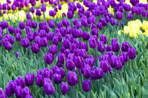 Spring background with tulips Foto stock