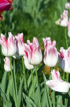 Spring background with tulips Stock Photos