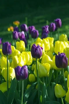 Spring background with tulips Foto stock