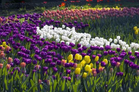 Spring background with tulips Stock Photos