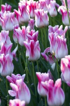 Spring background with tulips Stock Photos