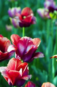 Spring background with tulips Foto stock