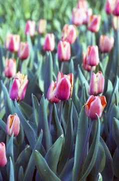 Spring background with tulips Stock Photos