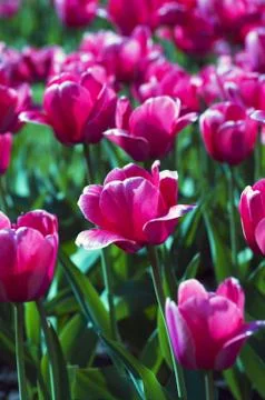 Spring background with tulips Stock Photos