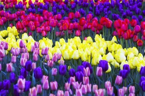 Spring background with tulips Stock Photos