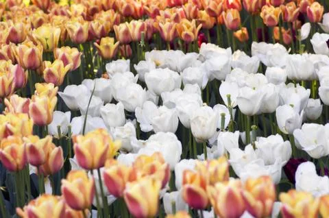 Spring background with tulips Stock Photos