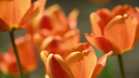 Spring background, an unopened bud of a young tulip. Stock Footage 221130095