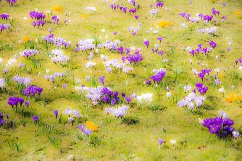 Spring background with various crocus flowers Stock Photos