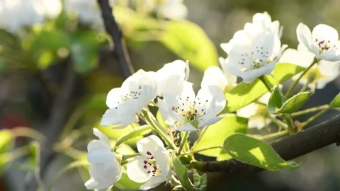 Spring background, white apple flowers. Stock Footage 221130932