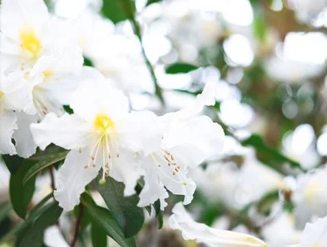 The spring background of the white azalea flower in full bloom with the space Stock Photos
