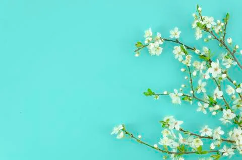 Spring background with white blossom tree branches light mint background. Top Stock Photos