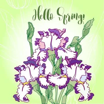 Spring  background with white blue irises. Stock Illustration