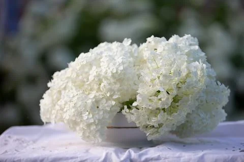 Spring background with a white branch of a blooming hydrangea on a backgrou.. Foto stock