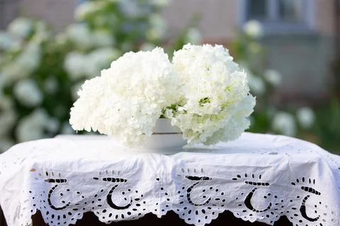 Spring background with a white branch of a blooming hydrangea on a backgrou.. Stock Photos