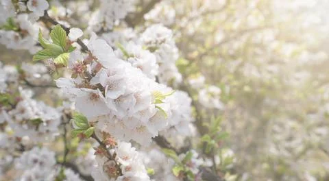 Spring background with white cherry blossom branches. Stock Photos
