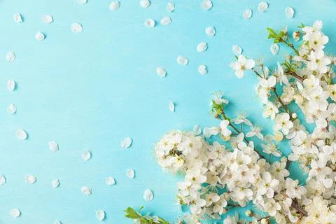 Spring background. White cherry blossom flowers with petals on pastel blue .. Stock Photos