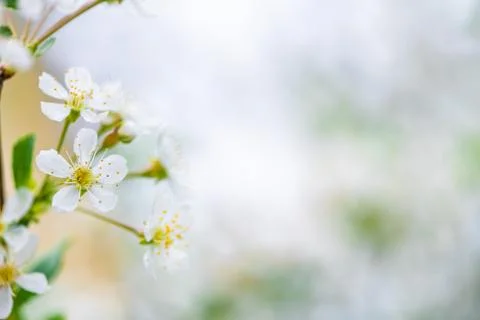 Spring background white cherry blossoms. copy space Stock Photos