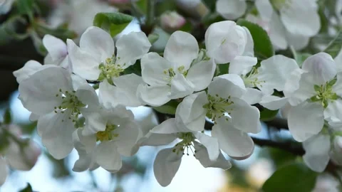 Spring background, white cherry flowers. Stock Footage 221130583