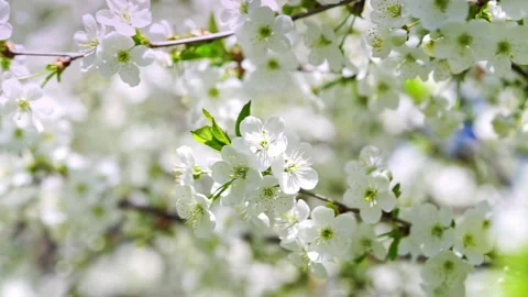 Spring background of white cherry tree branch blossom. Close up Stock Footage 240304067