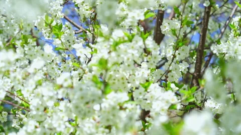 Spring background of white cherry tree blossom. Slow motion Stock Footage 267085279