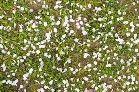 Spring background. White fallen flower petals on green grass. Stock-Fotos
