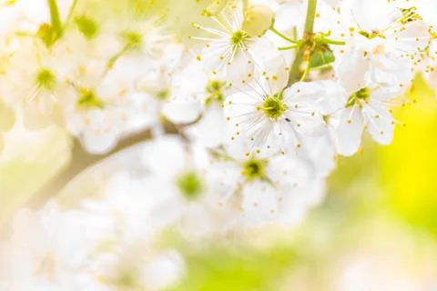 Spring background. White flowers of an apple tree close-up on a bright yellow Stock Photos