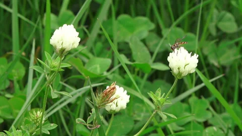 Spring background. White flowers on a dark green background Stock Footage 88133543