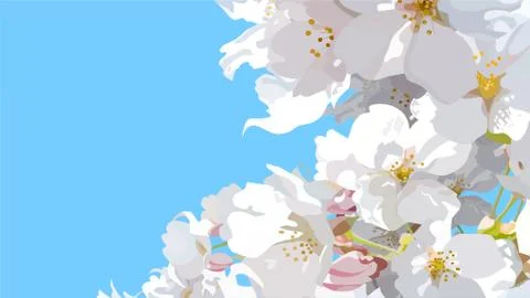 Spring background with white flowers on sky background Stock Illustration