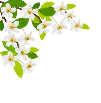 Spring background with white flowers. Vector. Stock Illustration