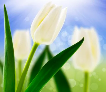 Spring background with white tulips Stock Photos