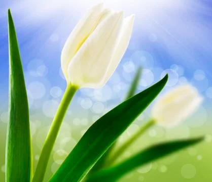 Spring background with white tulips Stock Photos