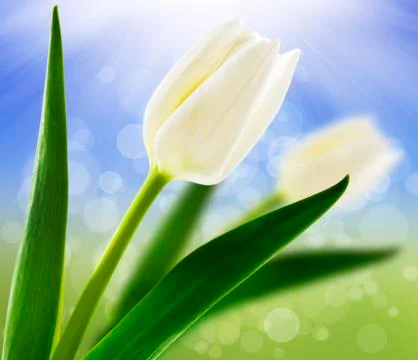 Spring background with white tulips Stock Photos