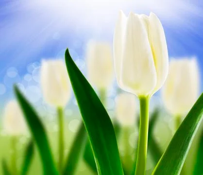 Spring background with white tulips Stock Photos
