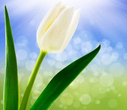 Spring background with white tulips Stock Photos