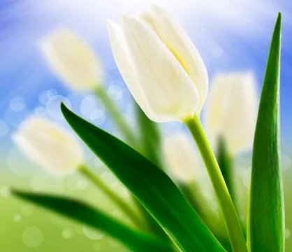 Spring background with white tulips Stock Photos