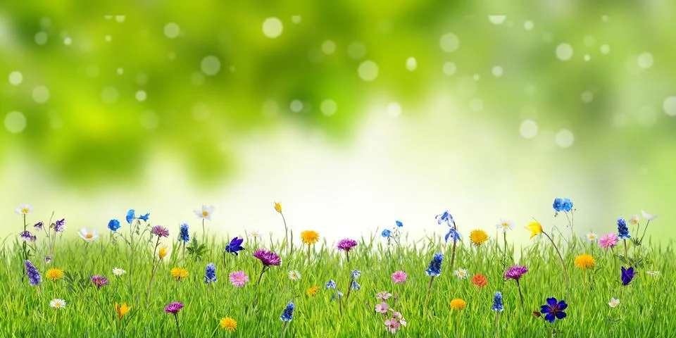 Spring Background with Wild Flowers Stock Photos