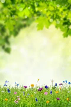 Spring Background with Wild Flowers Stock Photos