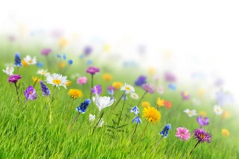 Spring Background with Wild Flowers Stock Photos