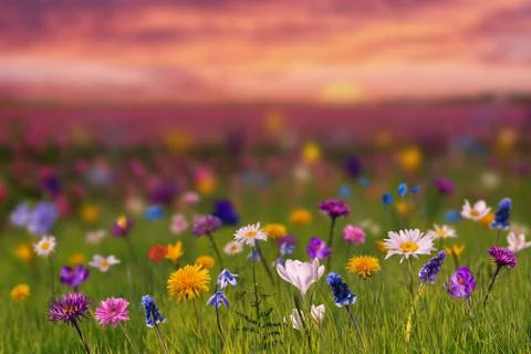 Spring Background with Wild Flowers Stock Photos