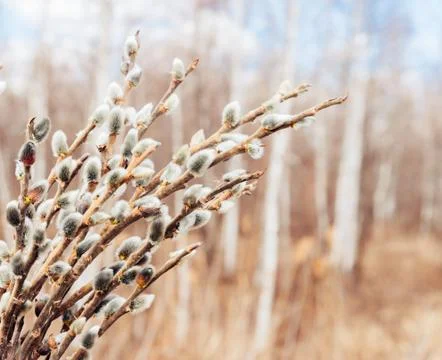 Spring background of willow branches Stock Photos