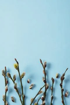 Spring background with willow sprigs with fluffy buds on blue background. S.. Stock Photos